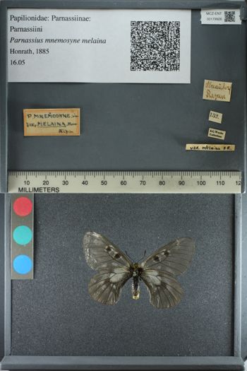 Media type: image;   Entomology 179926